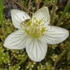 northern-grass-of-parnassus-showing-staminodes