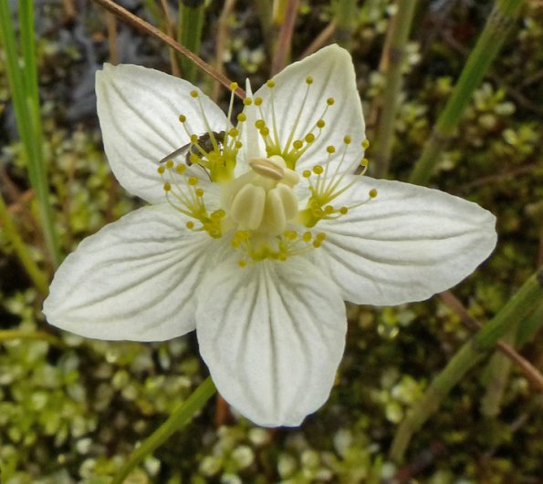 northern-grass-of-parnassus-showing-staminodes