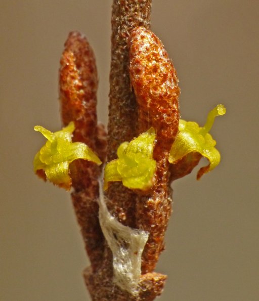 soapberry-female-flowers-gustavus