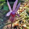 Calypso-Orchid-from-Outer-Point