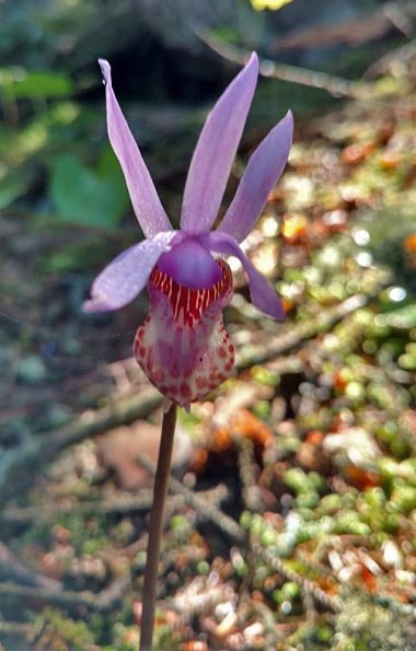 Calypso-Orchid-from-Outer-Point