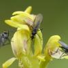 Early-Coralroot-orchid-with-Dance-Flies