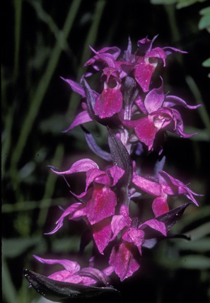 Fishcher-s-Orchis-Kodiak-June