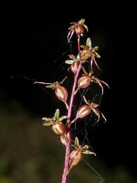 Heartleaf-Twayblade-Gustavus