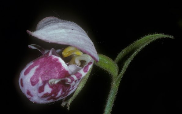 spotted-lady-slipper-close-modified