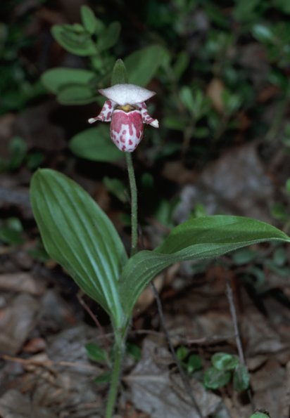 spotted-lady-slipper-modified