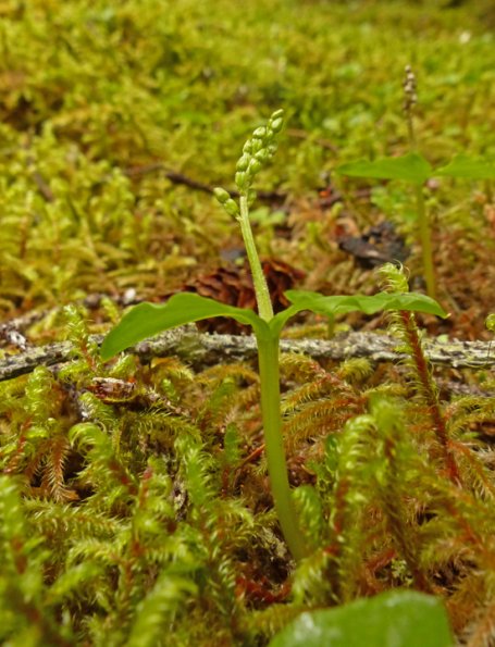 twayblade-orchid-glacier-bay-n.p.