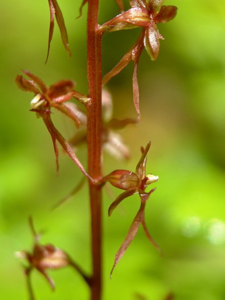 twayblade-orchid