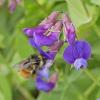 Bumble-Bee-on-Beach-Pea