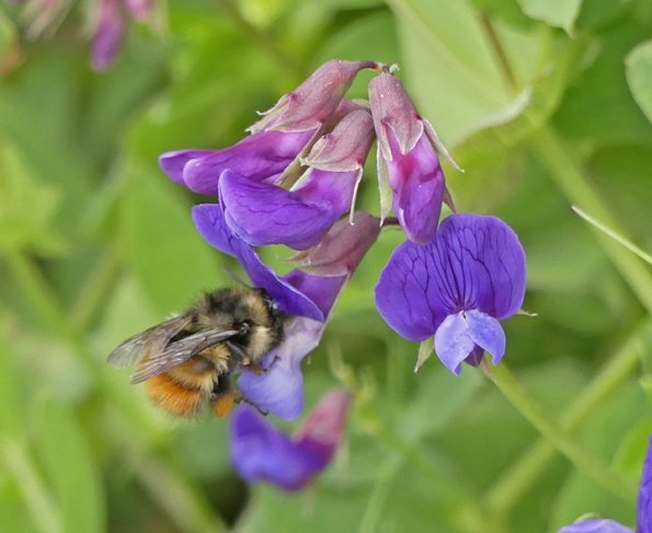 Bumble-Bee-on-Beach-Pea