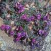 fabaceae-pea-family-blackish-oxytrope-oxytropis-nigrescens-denali-park