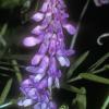 fabaceae-pea-family-fairbanks