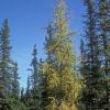 pinaceae-pine-family-tamarack-larix-laricina-fairbanks-september