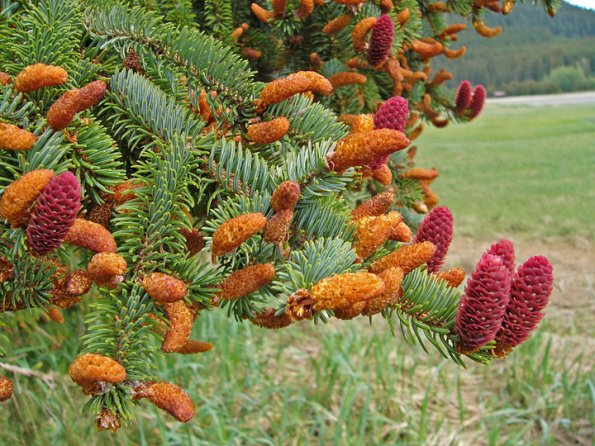 sitka-spruce-cones-male-and-female