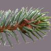 sitka-spruce-needles