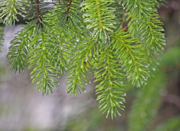 sitka-spruce-with-rain-drops