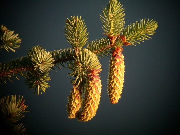 spruce-cones-female