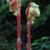 pinesap-hypopitys-monotropa-