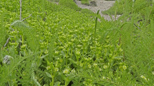 Beach-Greens-at-Eagle-Beach-2