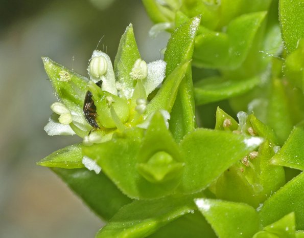 Beetle-on-Beach-Green