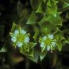 caryophyllaceae-pink-family-arenaria-peploides-sea-beach-sandwort-juneau