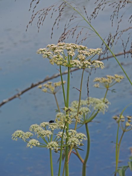 poison-water-hemlock-flowers-at-kingfisher-pond