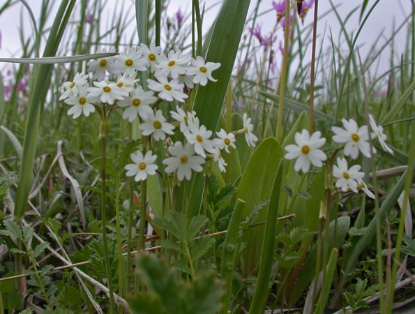 primrose-in-valdez