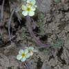 primulaceae-primrose-family-androsace-lehmanniana-rock-jasmine-denali-park
