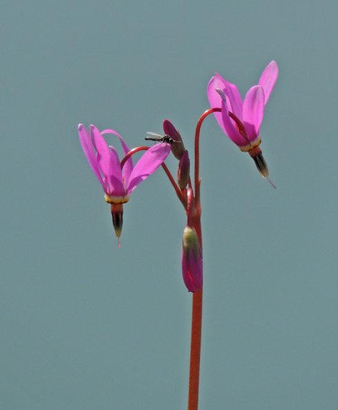 shooting-stars-with-march-fly