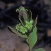 pumpkinberry-in-flower-geocaulon-lividum-from-fairbanks