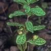 pumpkinberry-in-fruit-geocaulon-lividum-in-fairbanks