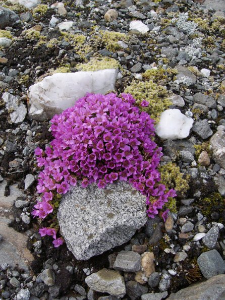 purple-mountain-saxifrage-2