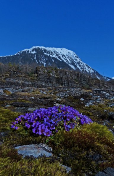 purple-mountain-saxifrage-on-april-14-2013