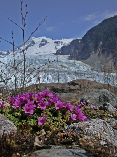 purple-mountain-saxifrage-vertical-good-altered