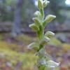 rattlesnake-plaintain-orchid-skagway-july-25
