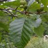 red-alder-leaf-and-cones