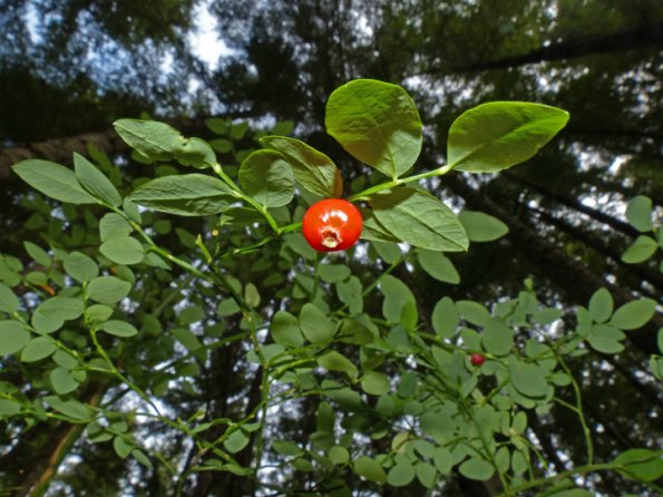red-huckleberry