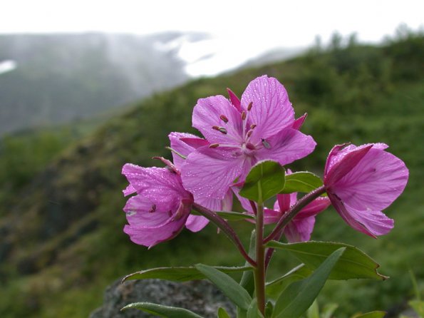 river-beauty-in-the-rain-alpine