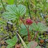 nagoonberry-rubus-arcticus-