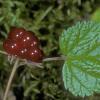 rosaceae-cloudberry-rubus-chamaemorus