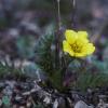 rosaceae-rose-family-geum-rossii-ross-avens-denali-n.p.