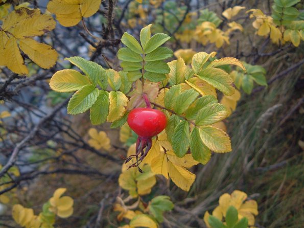 rose-hip-large