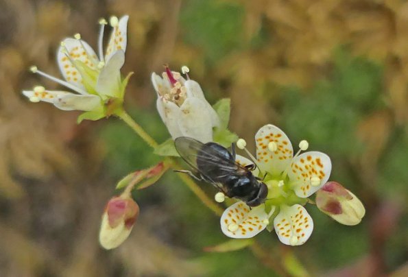 fly-on-spotted-saxifrage