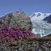 purple-mountain-saxifrage-juneau