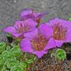 purple-mountain-saxifrage-up-close-juneau