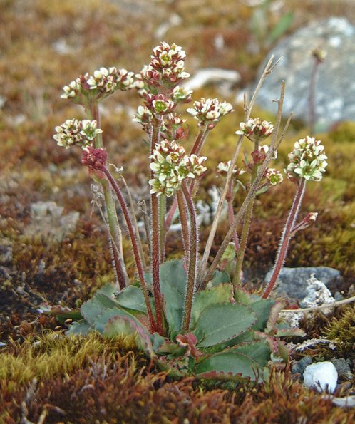 red-stemmed-saxifrage