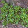 saxifragaceae-saxifrage-family-chrysosplenium-tetrandrum-northern-water-carpet-chena-hot-springs