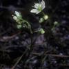 saxifragaceae-saxifrage-family-saxifraga-tricuspidata-prickly-saxifrage