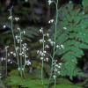 saxifragaceae-saxifrage-family-tiarella-unifoliata-oneleaf-foamflower-juneau