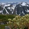 spotted-saxifrage-and-mountains